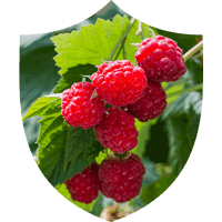 Red Raspberry