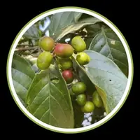 Graviola Soursop Fruit for cellular function