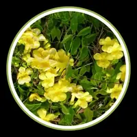 Stinging Nettle Root for urinary function