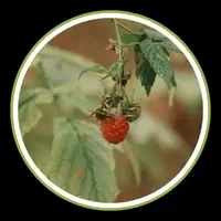 Saw Palmetto Berry Extract for prostate health