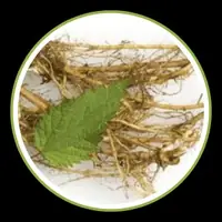 Cat's Claw Extract for inflammatory response